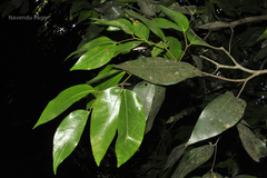 Cynometra travancorica